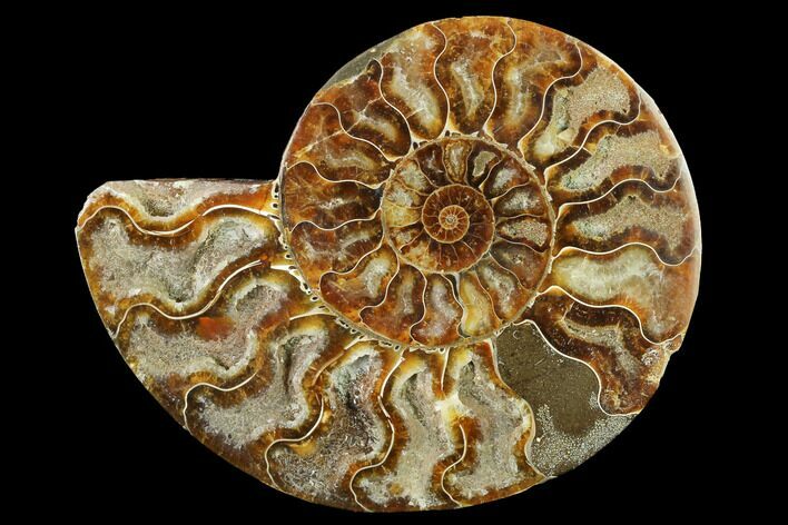 Cut & Polished Ammonite Fossil (Half) - Madagascar #166812